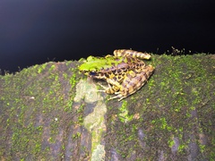 Odorrana margaretae
