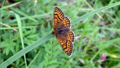 Melitaea deione