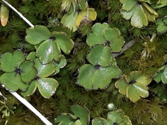 Azorella