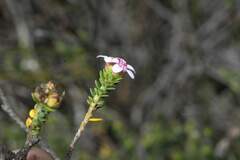 Adenandra rotundifolia