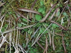 Microseris scapigera