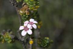 Adenandra rotundifolia