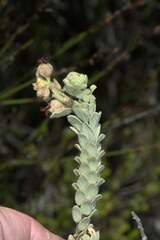 Hermannia trifoliata