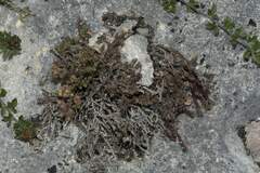 Galium bredasdorpense