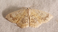 Cyclophora annularia