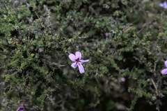 Jamesbrittenia calciphila