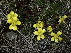 Ranunculus gracilipes