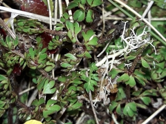 Ranunculus gracilipes