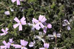 Jamesbrittenia calciphila