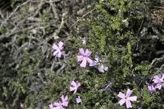 Jamesbrittenia calciphila