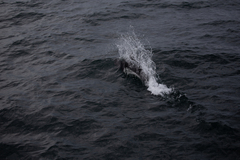 Phocoenoides dalli dalli