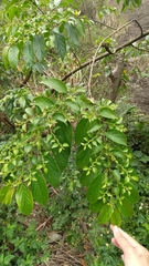 Rhamnus formosana
