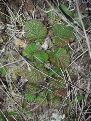 Geum cockaynei