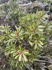 Tasmannia xerophila
