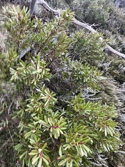 Tasmannia xerophila