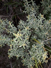 Olearia cymbifolia