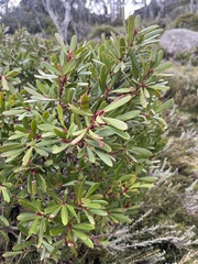 Tasmannia xerophila