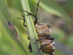 Menida violacea