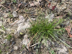 Juncus bulbosus
