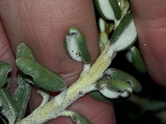 Olearia cymbifolia