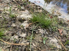 Juncus bulbosus