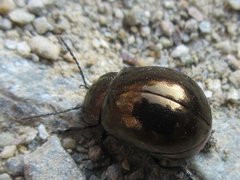 Chrysolina aurichalcea