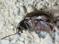 Chrysolina aurichalcea