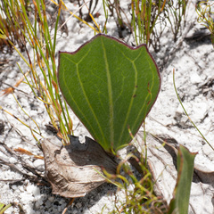 Mairia coriacea