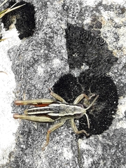 Catantopinae