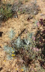 Leysera gnaphalodes