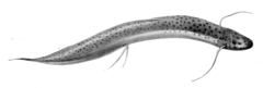 Slender Lungfish photo 2