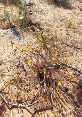 Leysera gnaphalodes