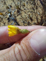 Leysera gnaphalodes