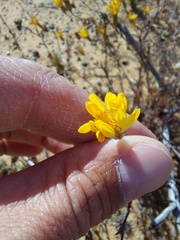 Leysera gnaphalodes