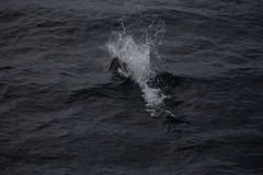 Phocoenoides dalli dalli