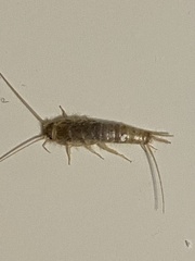 Ctenolepisma longicaudatum