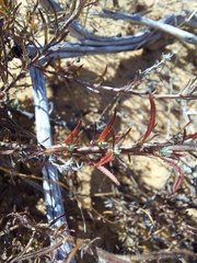 Leysera gnaphalodes