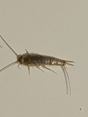 Ctenolepisma longicaudatum