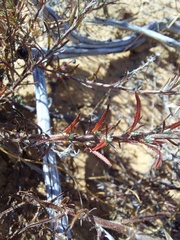 Leysera gnaphalodes