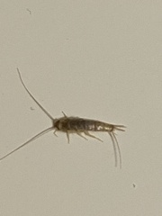 Ctenolepisma longicaudatum