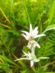 Leontopodium leontopodioides