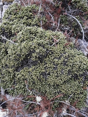 Helichrysum intermedium