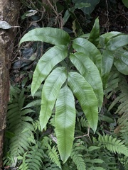 Diplazium donianum