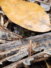 Leptomyrmex rufithorax