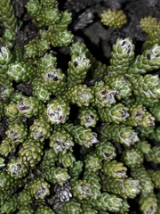 Helichrysum intermedium