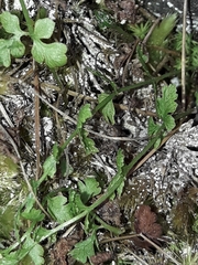 Cystopteris tasmanica