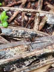 Leptomyrmex rufithorax