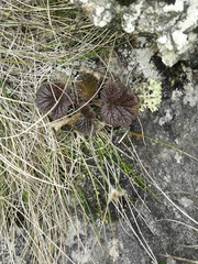 Geum cockaynei