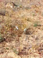 Nemesia cheiranthus