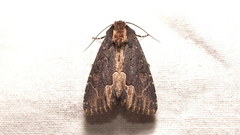 Dypterygia scabriuscula